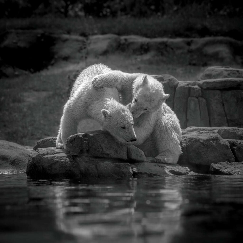 Icebears | Michiel Poodt