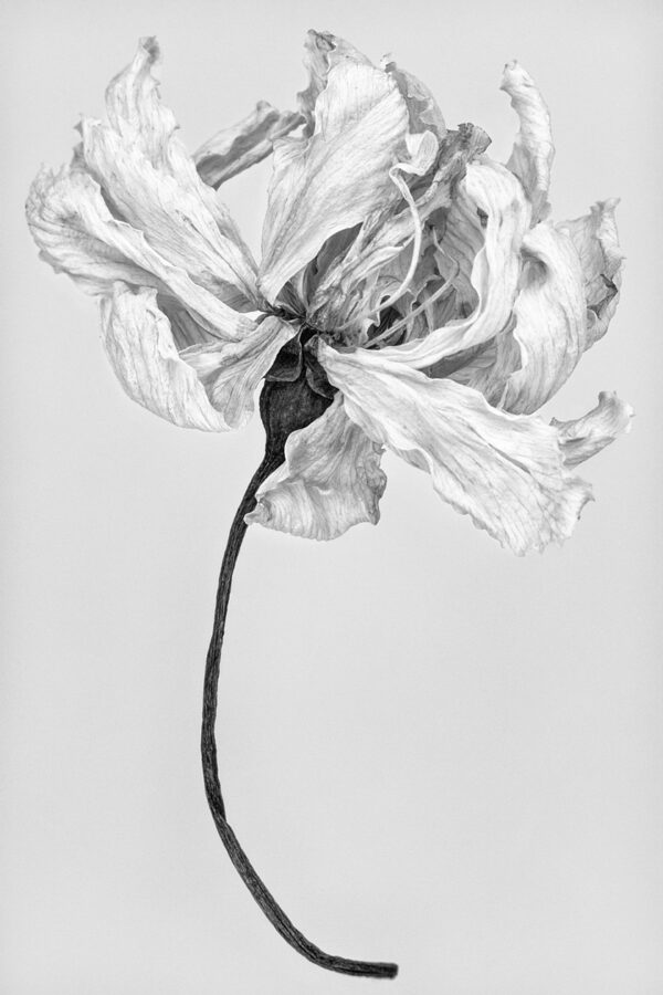 Flower - Joy-1 | Rianne Noordegraaf