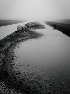 This Autumn Eve Sheep | Rob Severein