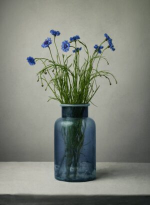 Cornflowers2024 | Tessa Pothuma de Boer